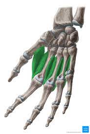 Resist extension of the metatarsophalangeal joints and flexion of the. Dorsal Interossei Of Hand Anatomy And Function Kenhub