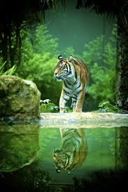 tiger adelaide zoo by ian in melbourne majestic animals tiger pictures animals
