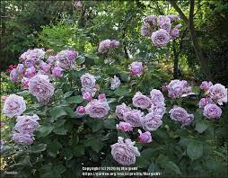 Check spelling or type a new query. Rose Rosa Novalis In The Roses Database Garden Org