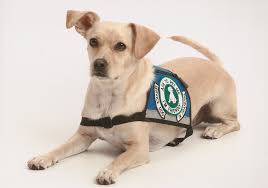 The Difference Between Therapy Pets And Service Animals