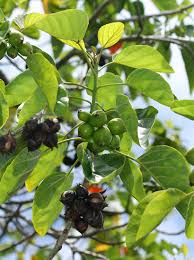 Image result for Cordia sp.A.