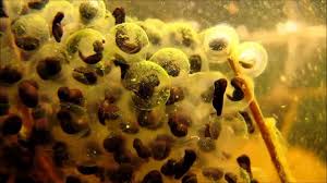 They can be consumed raw to satisfy a negligible amount of hunger with a high dose of rads and high chance of disease. From Egg To Frog In 7 Weeks Youtube