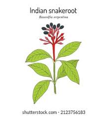 Image result for Rauvolfia nana