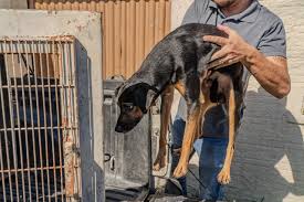 Resgate de animais em situação de maus-tratos mobiliza forças municipais em Paranaguá