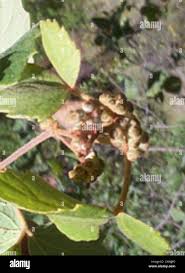 Image result for Rhoicissus tridentata