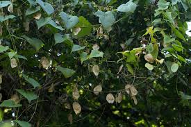 Image result for Cyclantheropsis parviflora
