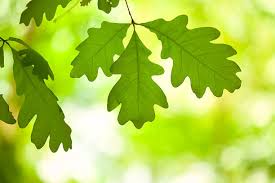 Image result for white oak leaf