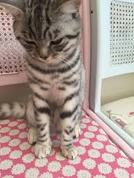 This means a bee can only sting once dogs are often stung on the feet as they inadvertently step on the insect. 37 Cats Who Got Stung By Bees And Wasps Bored Panda