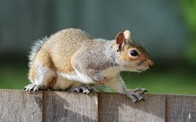 Keep your grill, picnic table, and deck clean and free of crumbs. Squirrels How To Get Rid Of Squirrels In The Home Garden The Old Farmer S Almanac