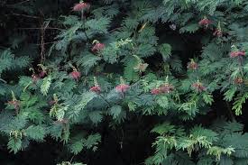 Image result for Calliandra calothyrsus