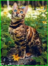  Uffi Nafi Ah Uffinafiah Profil Pinterest