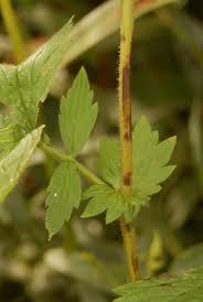 Image result for Eriosema pentaphyllum