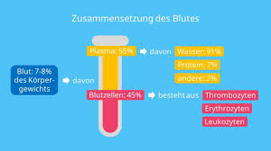 Blut Aufbau Bestandteile Und Funktion Mit Video