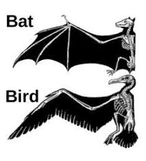 8 Uncanny Examples Of Convergent Evolution In 2020 Wing Anatomy Dragon Anatomy Bird Wings