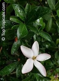 Image result for Hyperacanthus amoenus