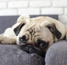 We did not find results for: Why Does My Dog Chew My Furniture And Baseboards American Kennel Club