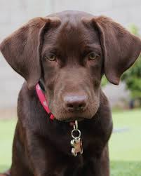 Chocolate Lab Labrador Chocolat Chiots Labrador Et Chiots Labrador Noirs