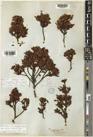 Image result for Phyllocladus trichomanoides