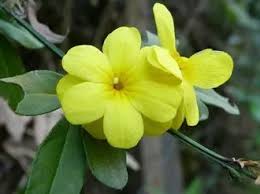Image result for Jasminum meyeri-johannis