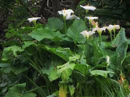 Image result for Zantedeschia aethiopica