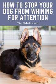 How To Stop A Dog From Crying And Whining For Attention That Mutt Training Your Dog Dog Whining Puppy Training