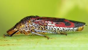 Image result for Cincinnobotrys speciosus