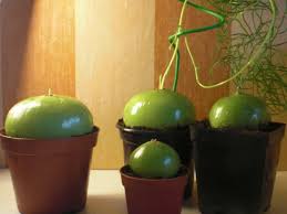 Image result for Volusia amboinensis