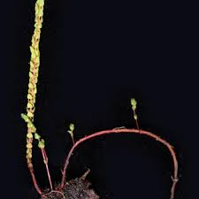 Image result for Rotala tenella