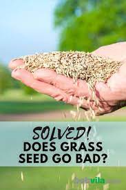 Solved Does Grass Seed Go Bad Grass Seed Planting Grass Seed Planting Grass