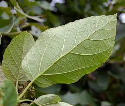 Image result for Cordia africana