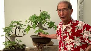 There is nothing you can do to speed up the rate a tree matures at. Edible Fig As Bonsai Youtube