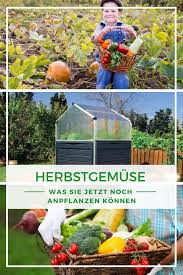 Am besten kauft man sie aus der region, um auch die umwelt zu schonen. Herbstgemuse Anpflanzen Unsere Pflanz Und Pflegetipps Herbst Gemuse Pflanzen Gewachs