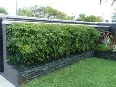 This plant has upright branches and is slightly arching. 7 Best Dwarf Bamboo Ideas Dwarf Bamboo Bamboo Hedge Bamboo Garden
