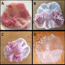 Image result for Alafia zambesiaca