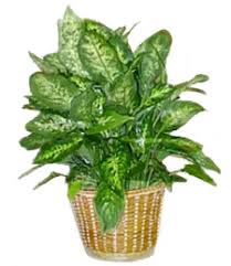 Shop your local glendale big lots, located at 6660 w. Cactus Flower Florists N 67th Ave Glendale Az 85308