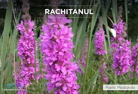Rachitanul Este Antibacterian Antihemoragic Astringent Diuretic Si Tonifiant Http Www I Medic Ro Plante Rachitan Plants Diuretic Astringent