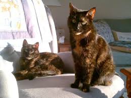 Tortoiseshell cats appear in some breeds like cornish rex, american shorthair, maine coons, british shorthair, ragamuffin, and persian. Tortitude The Unique Personality Of Tortoiseshell Cats Fact Or Fiction The Conscious Cat