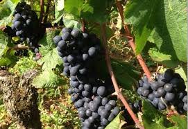 Image result for Bordeaux Maroon 1993 Colt