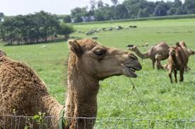 Drinking of unpasteurized camel milk may result in foodborne illnesses. Pin On Abu Dhabi Living