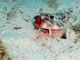 The Weirdest Animals In South America Realwords