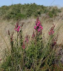 Image result for Antirrhinum majus