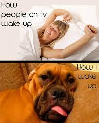 How People On Tv Wake Up How I Wake Up Picture Quotes