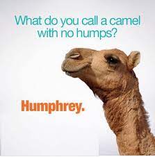 The humps can deflate and droop if the camel has gone a particularly long time without food. The Best Humphrey Puns Punstoppable