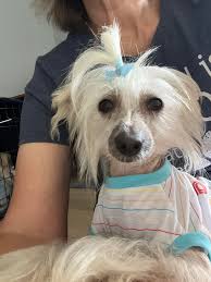 Mustang, Colt, and Sire puppies available this weekend