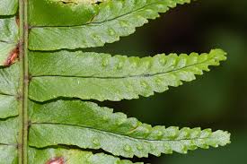 Image result for Nephrolepis undulata