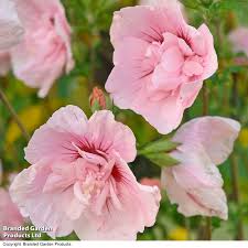 Image result for Hibiscus syriacus ´Pink Chiffon