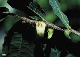 Image result for Mostuea hirsuta