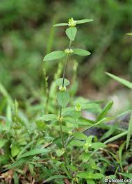 Image result for Spermacoce