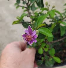 Image result for Grewia microcarpa