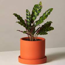 Maybe you would like to learn more about one of these? 12 Best Low Light Plants Low Light Indoor And Outdoor Houseplants